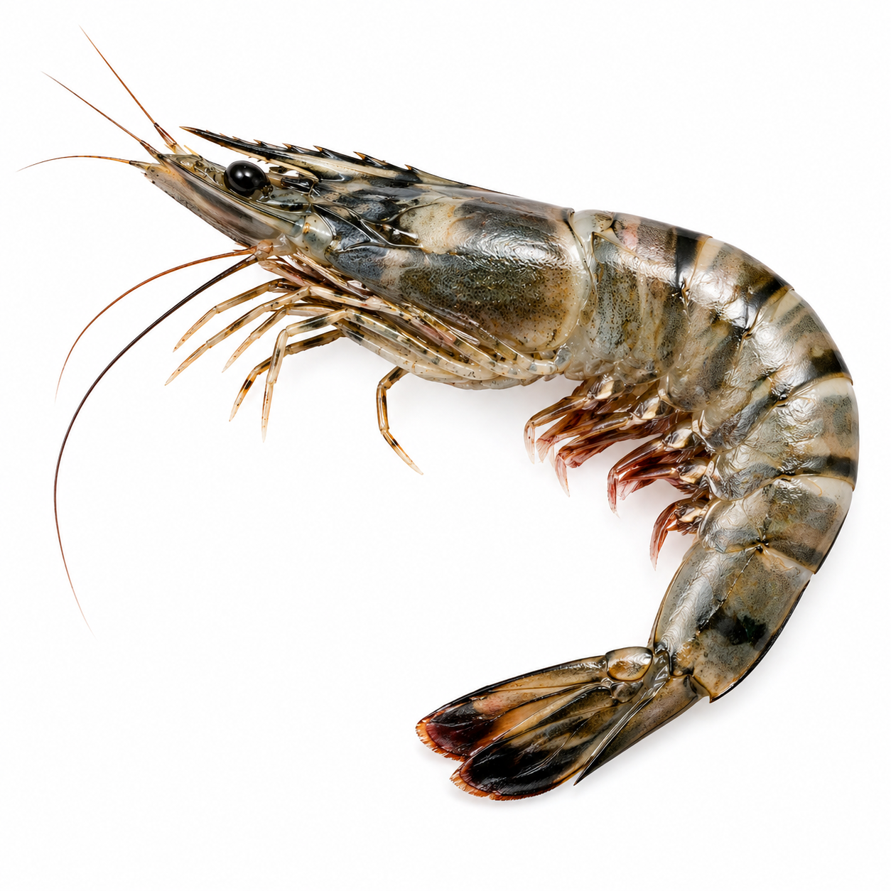 Tiger Prawn